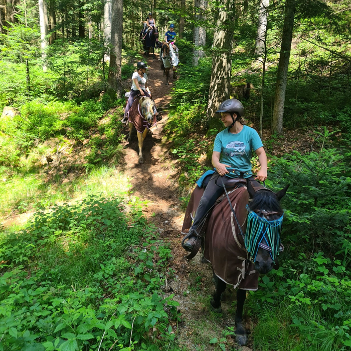 DQHA-Geschäftsstelle, Züchter, notwendig, Datenübermittlung, einfach, Eingabefelder, kostenlos, schnell, gemeldet, intern, Bereich, Deutsche Quarter Horse Association e.V., Daimlerstraße 22, 63741 Aschaffenburg, AQHA – American Quarter Horse Association, https://www.aqha.com/de, digital, Mitgliederservice, myAQHA, DQHA Regionalgruppe, Ansprechpartner, Welt, weltweit, bekannt, Reining, rasant, Rinderklasse, Geschicklichkeit, geprägt, Trail, elegant, Western Pleasure, Hunter Klasse, englisch, Stil, Turnier, Einsteiger, Amateur, Profi, Höhepunkt, Sportsaison, alljährlich, International, Championship, Können, Beweis, Veranstalterinformation, AQHA & DQHA Show Approval, Spielraum, Zusage, Termin, Showteam, Ruhe, Priority Date, Kontaktperson, Show Secretary, Show Manager, Shownummer, Datum, Start, Veranstaltung, Event Code, Zulassungsgebühr, Event Totals, Antrag, Richter, Ringsteward, Klasse, Gebühr, Ablaufplan, Teilnehmerinformation, Leveling Program AQHA, vergleichbar, Erfahrung, Können, Novice Status, Top-Sportler